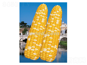 �����pϲ-���׷N��-�F(xi��n)���N�I(y��)