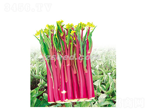 �����t60-��޷�N��-�F(xi��n)���N�I(y��)