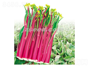 �¼t�s60-��޷�N��-�F(xi��n)���N�I(y��)