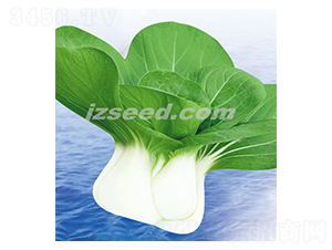 ���r������-С�ײ˷N��-�F(xi��n)���N�I(y��)