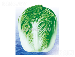 �n�����-�ײ˷N��-�F(xi��n)���N�I(y��)