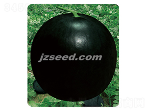 ���ۺڹ�-���ϷN��-�F(xi��n)���N�I(y��)