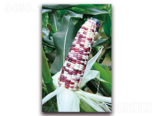 �A������Ŵ1̖(h��o)-Ŵ���׷N��-�A���N�I(y��)