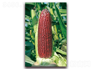 �A���t��Ŵ1̖(h��o)-Ŵ���׷N��-�A���N�I(y��)