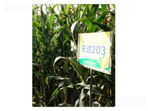 ���_(d��)203-���׷N��-�A���N�I(y��)