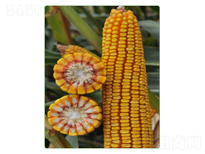 ����52̖(h��o)-���׷N��-�A���N�I(y��)