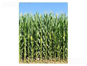 ����KWS2564-���׷N��-�A���N�I(y��)