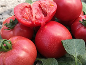 DLR-����1̖(h��o)-���ѷN��-������