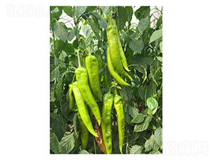 DLR-�Z��117-�����N��-������