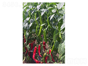 DLR-�Z��122-�����N��-������