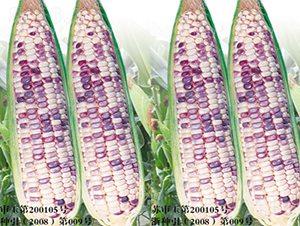 ���ϻ�Ŵ-���׷N��-���߷N��