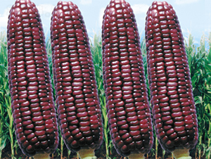 ������Ŵ-���׷N��-���߷N��