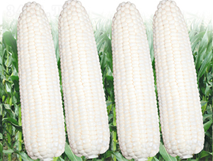 �K��Ŵ2̖(h��o)-���׷N��-���߷N��