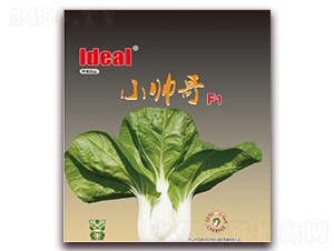 С����-С�ײ˷N��-�����r(n��ng)�I(y��)