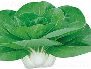 �����`-�ײ˷N��-���߷N��