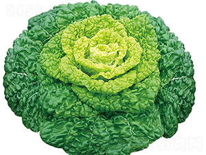 ����2̖-�ײ˷N��-���߷N��