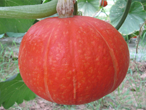 �t����-�ϹϷN��-���߷N��