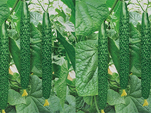 �Ͽ�6̖-�S�ϷN��-���߷N��