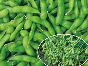 �K��1̖-ë���N��-���߷N��