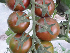 ����ī��-���ѷN��-���߷N��