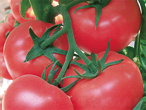 ���r(n��ng)1̖(h��o)-���ѷN��-���߷N��