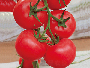 ���r(n��ng)3̖-���ѷN��-���߷N��