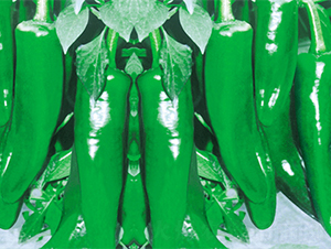 ����4̖-�����N��-���߷N��