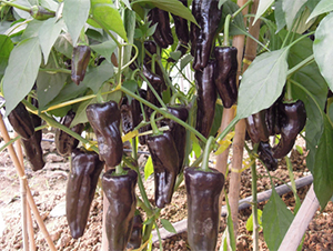 �K�ʽ�1̖-�����N��-���߷N��