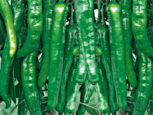 �K��3̖-�����N��-���߷N��