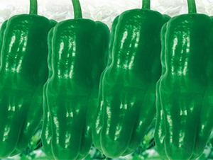 �K��5̖��ʿ��-�����N��-���߷N��