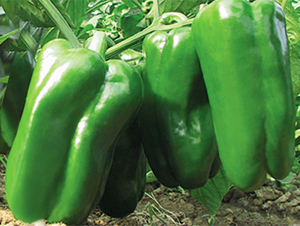 �K��13̖-�����N��-���߷N��