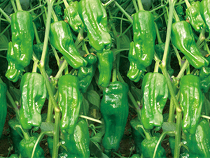 �K��16-�����N��-���߷N��