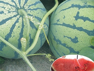 �K����1̖(h��o)-���ϷN��-���߷N��