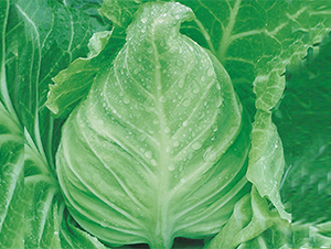 ��ʢ-���{�N��-���߷N��