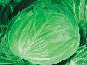 ����-���{�N��-���߷N��