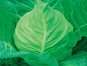 ����-���{�N��-���߷N��