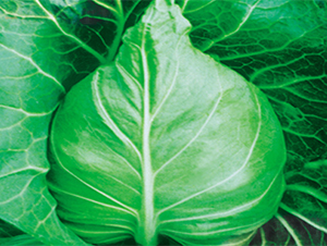 ���S007-���{(l��n)�N��-���߷N��