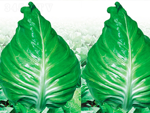 ���S-���{(l��n)�N��-���߷N��