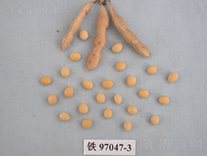 �F��46̖-�󶹷N��-�F�зN�I(y��)