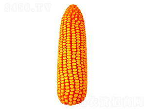 �F��818-���׷N��-�F�зN�I(y��)