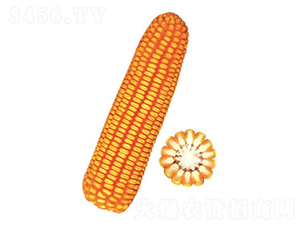 �F��38̖(h��o)-���׷N��-�F�зN�I(y��)