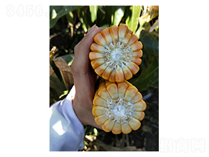 ���101-���׷N��-���