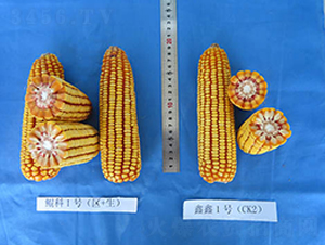 �H��1̖(h��o)-���׷N��-���