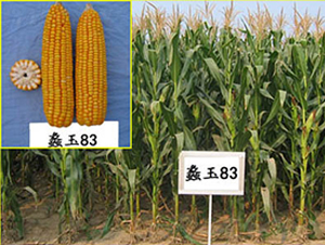 ���83̖-���׷N��-���