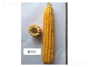 ���57-���׷N��-���