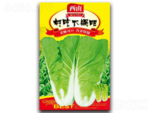 �ó���偰�-�ײ˷N��-����