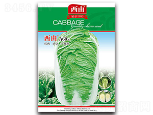 ����A60-�ײ˷N��-����