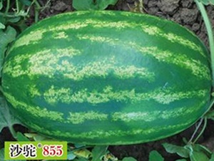 ɳ�855-���ϷN��-(li��n)��(chu��ng)