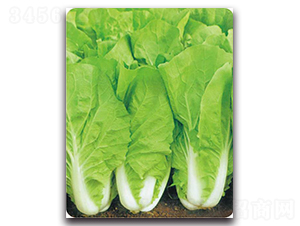 ���S���-�ײ˷N��-�����o