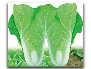 ��ʿɽ���-�ײ˷N��-�����o